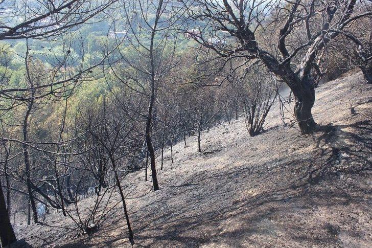 Defne’de Arazi Yangını G2