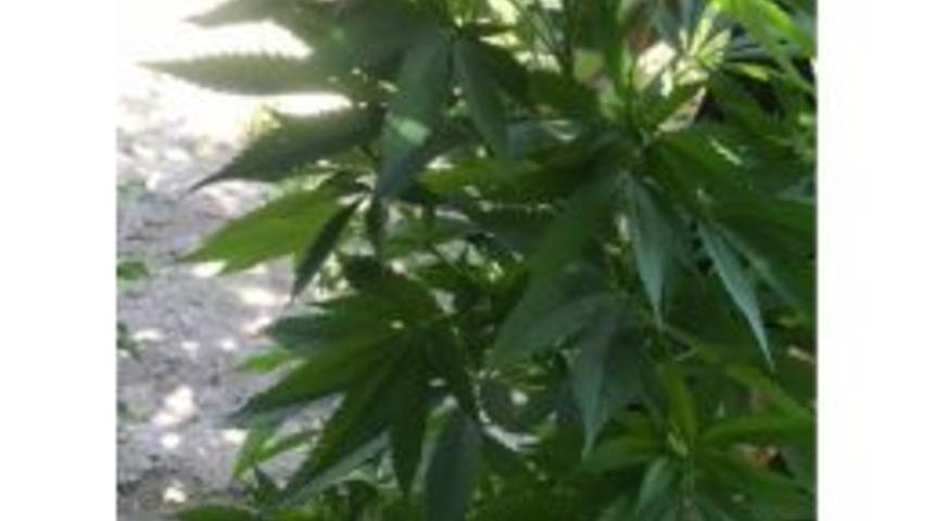 Adilcivez&rsquo;da Uyuşturucu Operasyonu