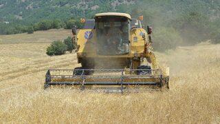 (özel) Buğdayın Atası ‘siyez’in Hasadı Devam Ediyor