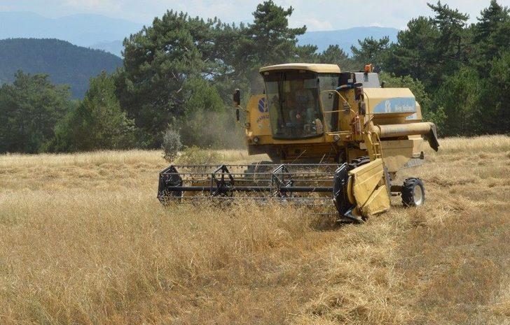 (özel) Buğdayın Atası ‘siyez’in Hasadı Devam Ediyor G1