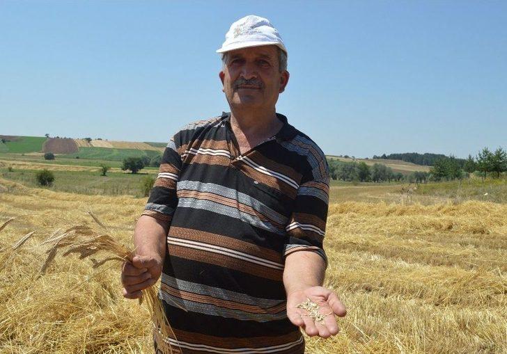 (özel) Buğdayın Atası ‘siyez’in Hasadı Devam Ediyor G5