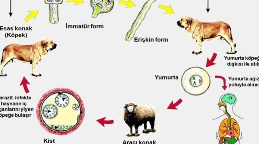 Ayvalık Toplum Sağlığı Merkezi Kurbanlıklarda Bulunan "kist Hidatik" Hastalığı İ&ccedil;in Uyardı
