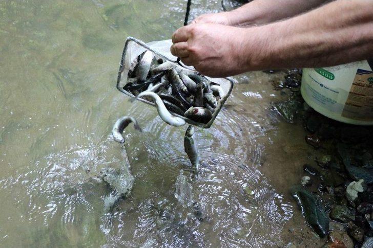 Nesli Tükenmekte Olan 7 Bin 500 Kırmızı Benekli Alabalık Akçay Deresi’ne Bırakıldı G1