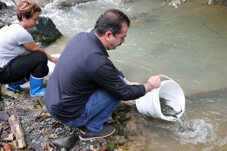 Nesli Tükenmekte Olan 7 Bin 500 Kırmızı Benekli Alabalık Akçay Deresi’ne Bırakıldı G2
