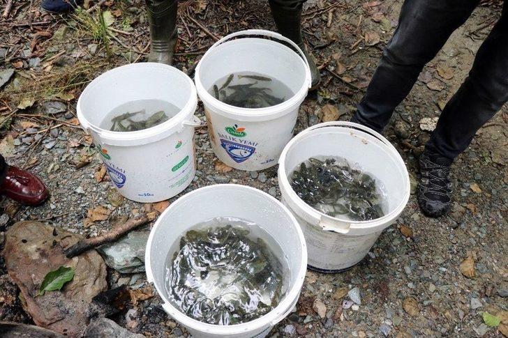 Nesli Tükenmekte Olan 7 Bin 500 Kırmızı Benekli Alabalık Akçay Deresi’ne Bırakıldı G3