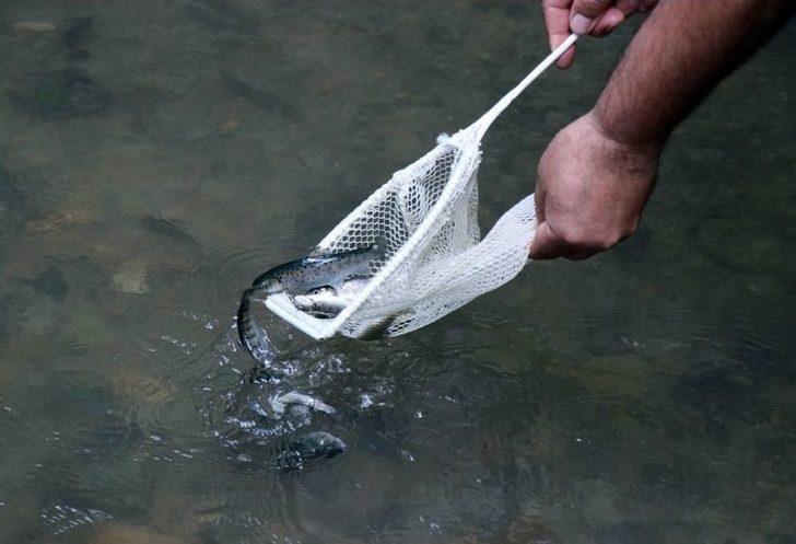 Nesli Tükenmekte Olan 7 Bin 500 Kırmızı Benekli Alabalık Akçay Deresi’ne Bırakıldı G4