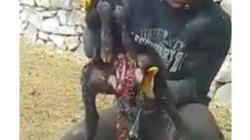 Horasan’da Altı Ayaklı, İki Çeneli, İki Dilli Kuzu Dünyaya Geldi