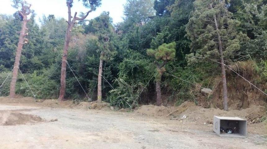 Otopark İnşaatı İçin Sökülen 40 Ağaç Nakledildi