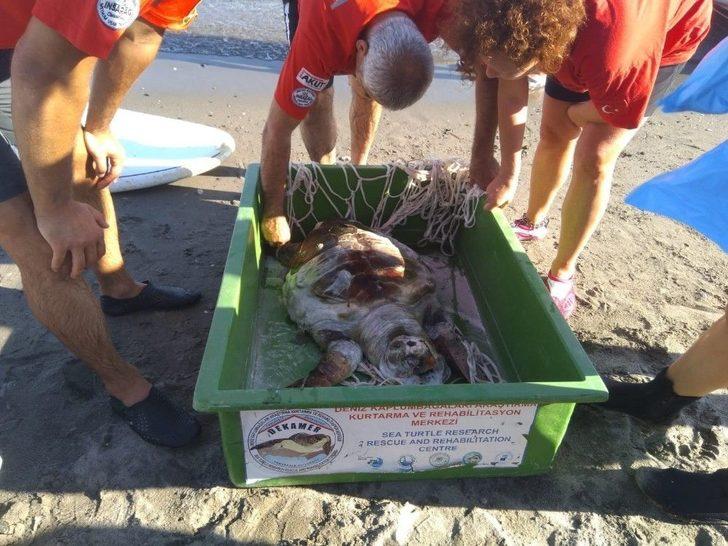 Denizden Çıkanı Gören Turistler Şok Oldu G5