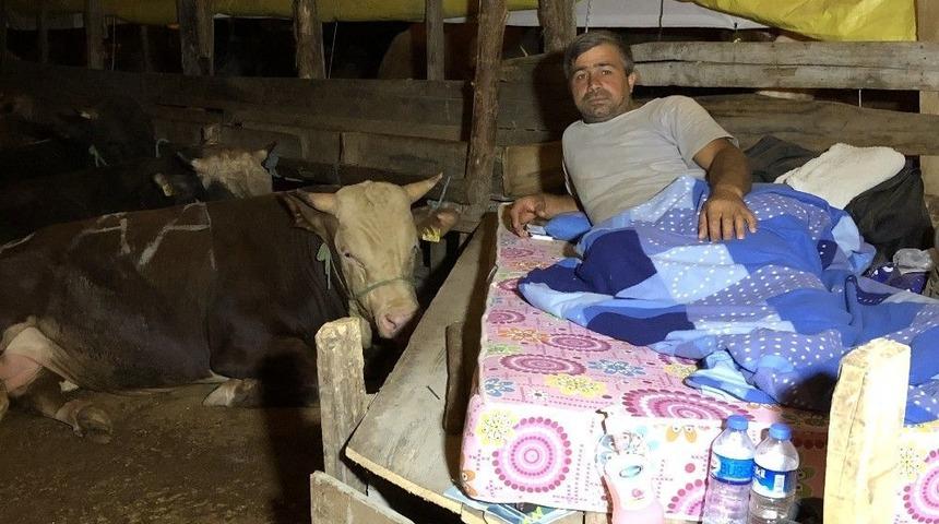 Kurbanlıklarla Koyun Koyuna Yatıyorlar