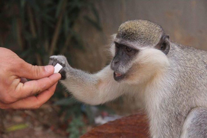 Adıgüzel, Maymununa 1,5 Ay Sonra Kavuştu G2