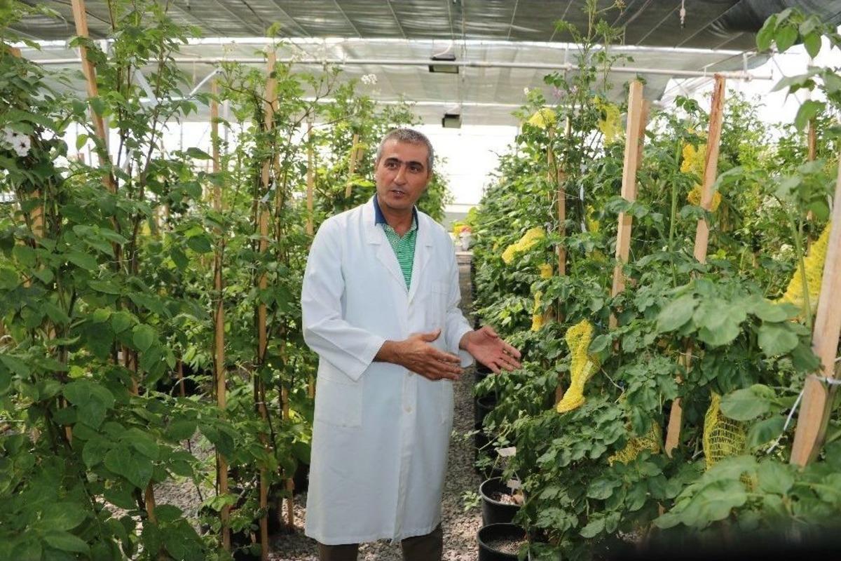 &Uuml;niversite &lsquo;mor Patates&rsquo; Geliştirdi