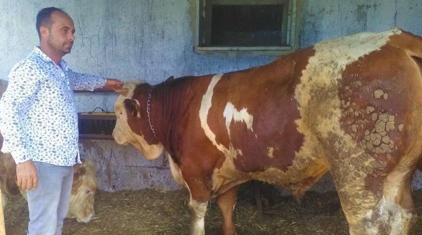 (&ouml;zel) Kurbanlık &lsquo;kral&rsquo; Alıcısını Bekliyor