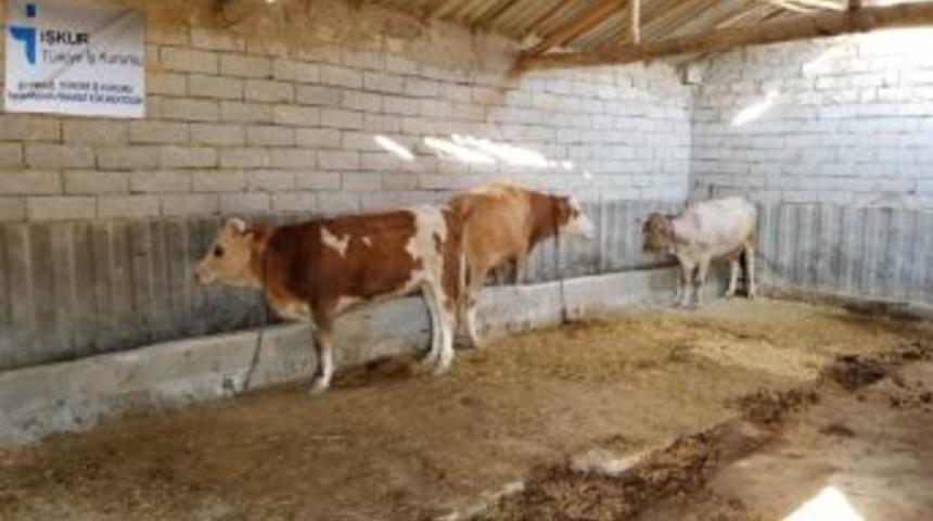 Denetimli Serbestlik Hükümlüleri "süt İnekçiliği" Projesiyle Meslek Edinebilecek