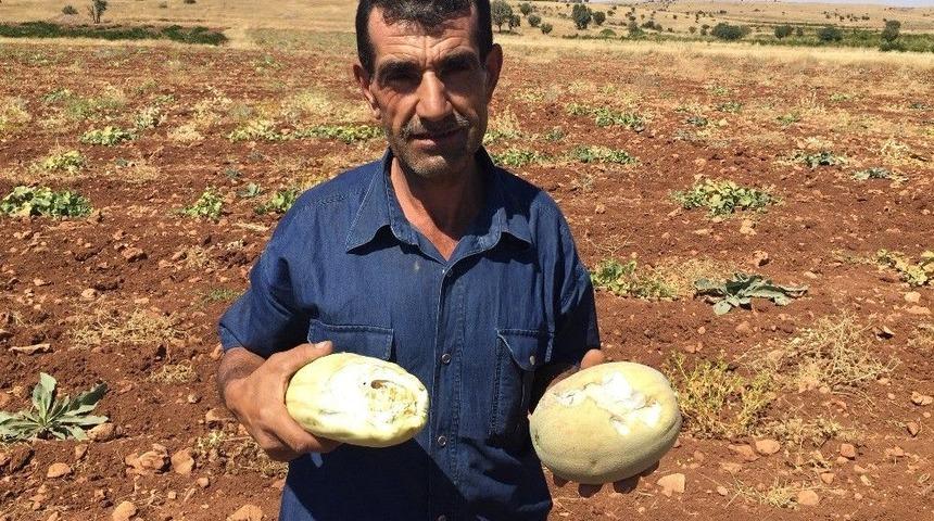 İtfaiye Ekipleri Kayıp Dananın Peşinde