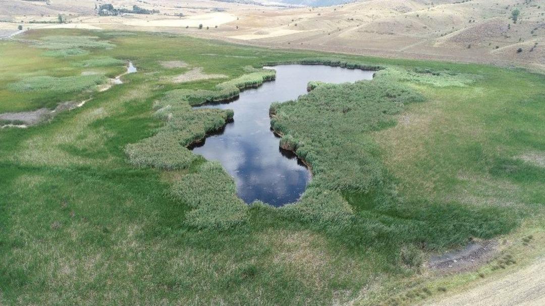 Kaz G&ouml;l&uuml; Yok Olma Tehlikesiyle Karşı Karşıya