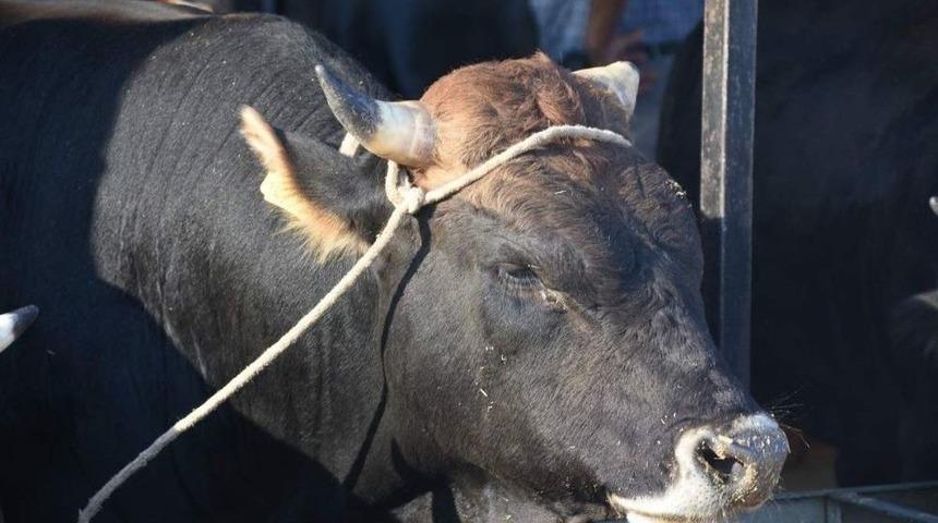Kurbanlık Hayvan Alırken Bunlara Dikkat