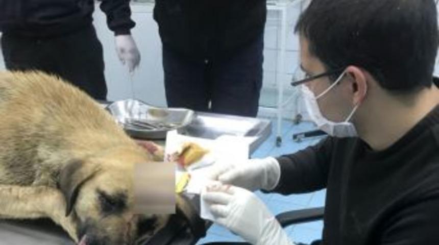 Belediye Sokak K&ouml;peğinin Hayatını Kurtardı