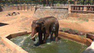 (özel Haber) Sıcaktan Etkilenen 5 Tonluk Filler Tazyikli Suyla Serinletiliyor