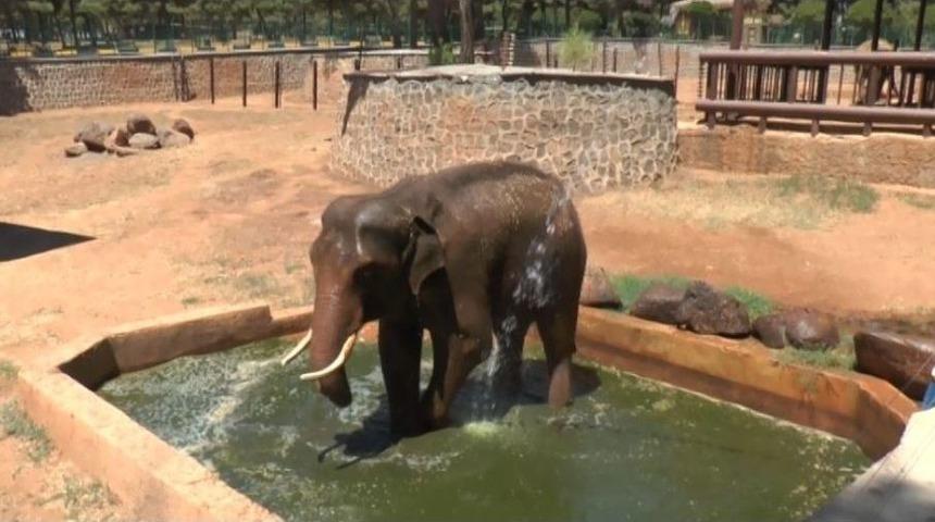(özel Haber) Sıcaktan Etkilenen 5 Tonluk Filler Tazyikli Suyla Serinletiliyor