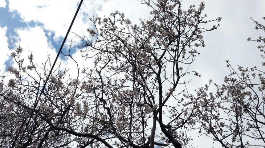 Siirt&rsquo;te Badem Ağa&ccedil;ları &Ccedil;i&ccedil;ek A&ccedil;tı