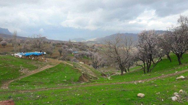 Siirt’te Badem Ağaçları Çiçek Açtı