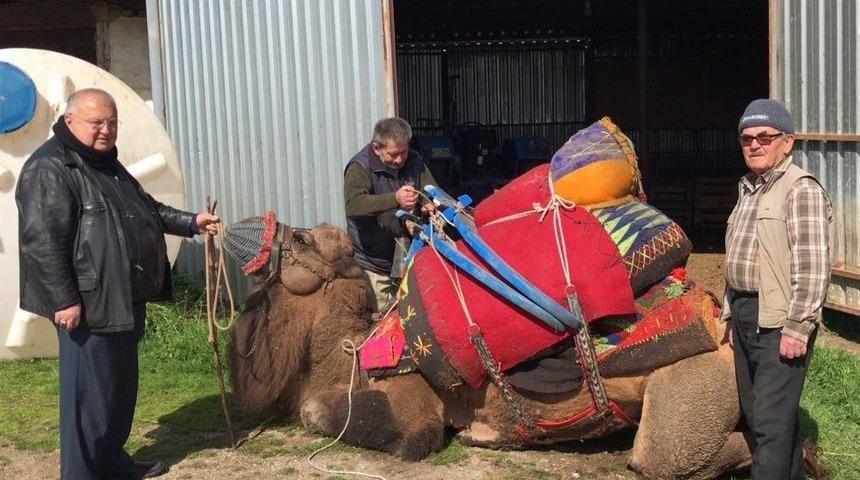 Develerini Trakt&ouml;r&uuml;yle G&uuml;reşlere Hazırlıyor