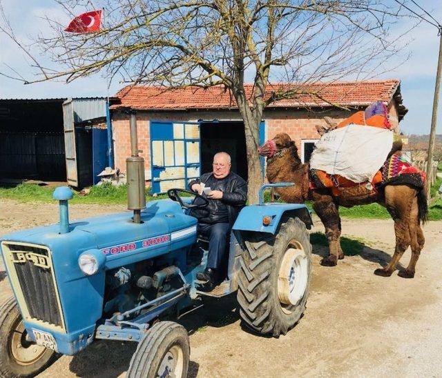 Develerini Traktörüyle Güreşlere Hazırlıyor