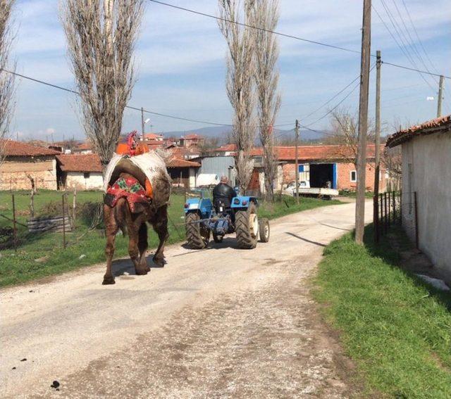 Develerini Traktörüyle Güreşlere Hazırlıyor