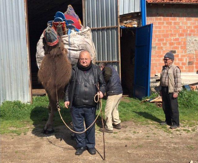 Develerini Traktörüyle Güreşlere Hazırlıyor