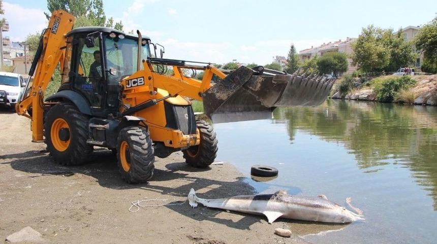 Edremit’te Bir Yunusu Silahla Vurdular