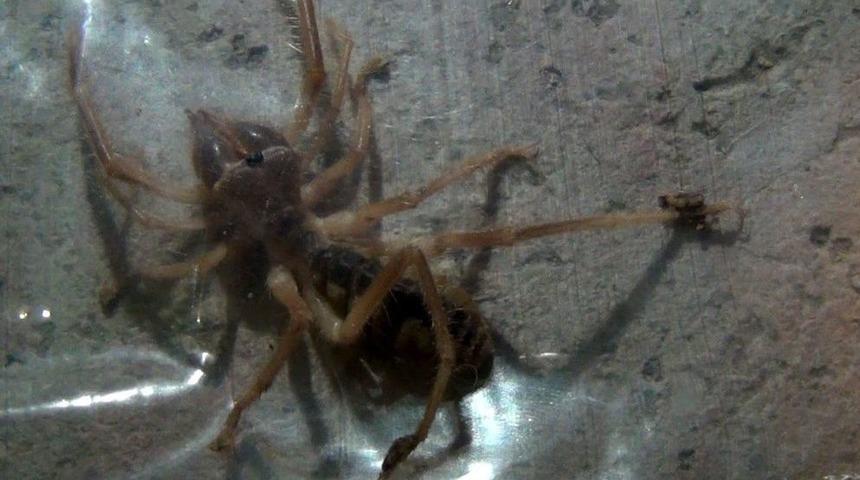 T&uuml;rkiye&rsquo;de Et Yiyen &Ouml;r&uuml;mcek Yok