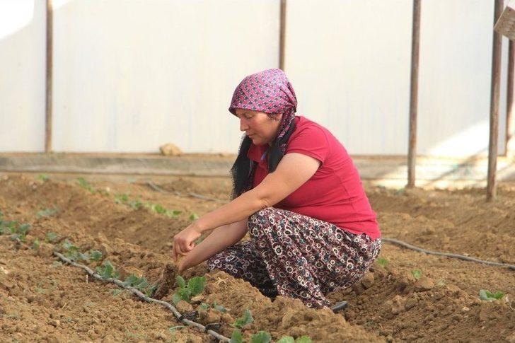 Dolara Tepki Olarak Fide Ekimini 1 Ay Öne Aldılar G1
