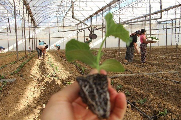 Dolara Tepki Olarak Fide Ekimini 1 Ay Öne Aldılar G2