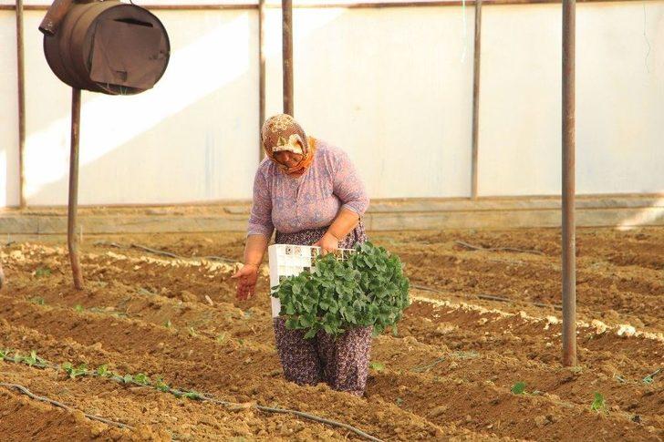 Dolara Tepki Olarak Fide Ekimini 1 Ay Öne Aldılar G3