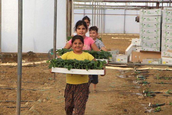 Dolara Tepki Olarak Fide Ekimini 1 Ay Öne Aldılar G4