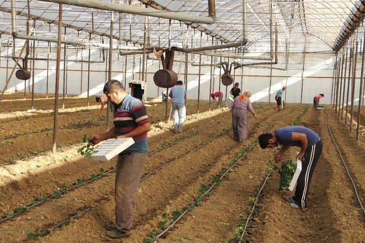 Dolara Tepki Olarak Fide Ekimini 1 Ay Öne Aldılar G5