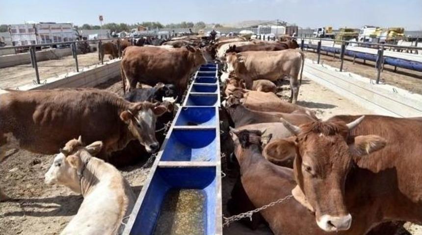 Sel&ccedil;uklu&rsquo;da Kurban Satış Yeri Ve Kesim Yerleri Hazır
