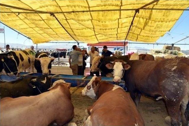 Selçuklu’da Kurban Satış Yeri Ve Kesim Yerleri Hazır