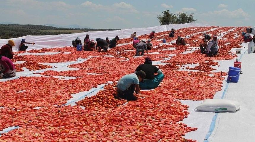 Manisa&rsquo;nın Kurutulmuş Domatesleri D&uuml;nya Pazarında