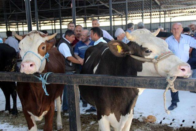 Canlı Hayvan Pazarı Törenle Açıldı