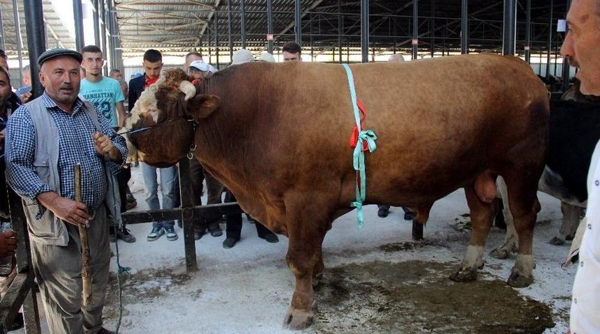 Bir Ton 600 Kiloluk Kurbanlık İlgi Görüyor