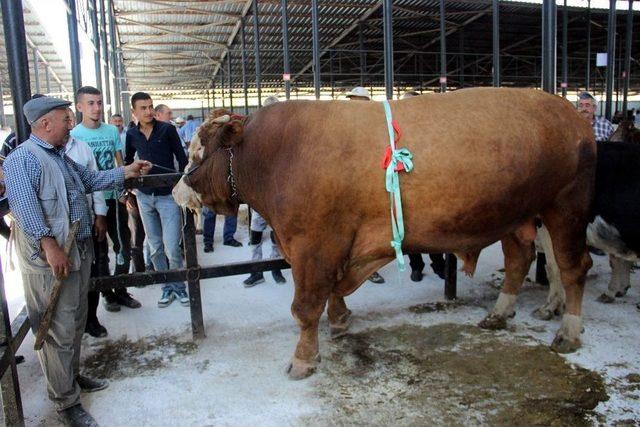 Bir Ton 600 Kiloluk Kurbanlık İlgi Görüyor