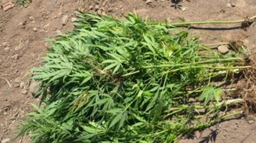 Aliağa’da Uyuşturucu Baskını