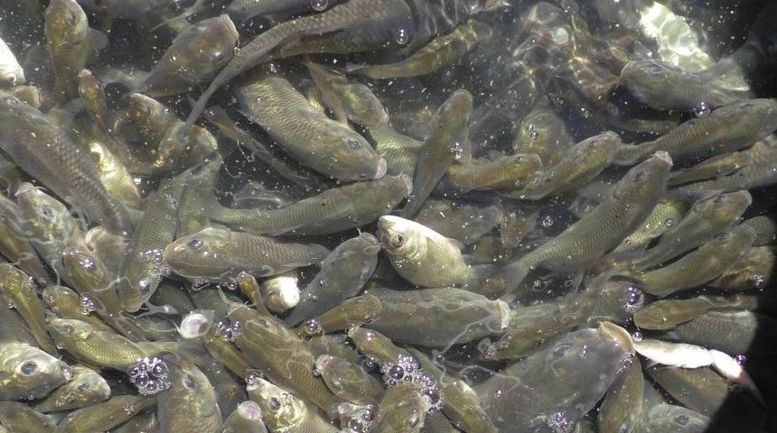 Beyşehir G&ouml;l&uuml;&rsquo;ne Yavru Sazan Takviyesi