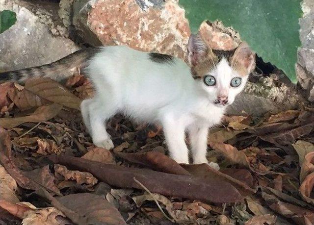 Milas’ta Çok Sayıda Kedi Ölü Bulundu