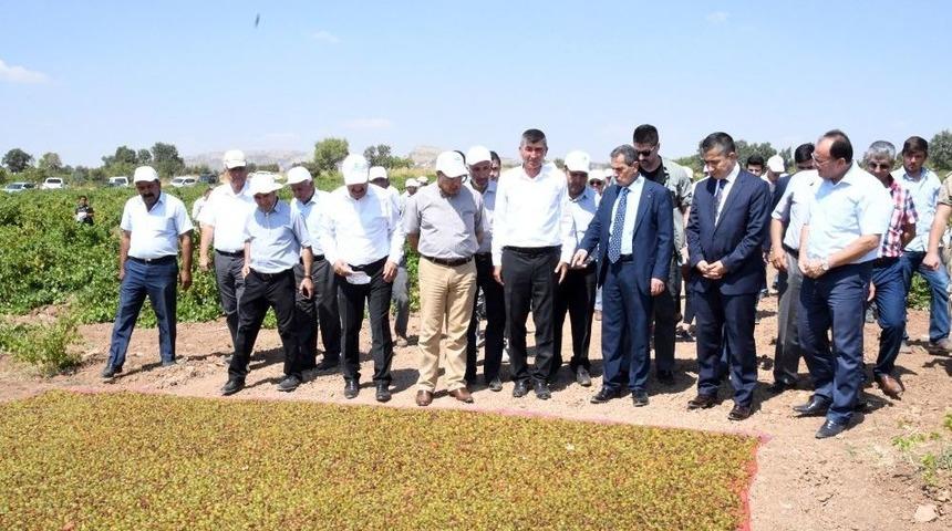 Adıyaman&rsquo;da &Uuml;z&uuml;m Hasadı Başladı