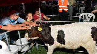 Mersin Büyükşehir Belediyesi ’buzağı Barınağı’ Dağıttı