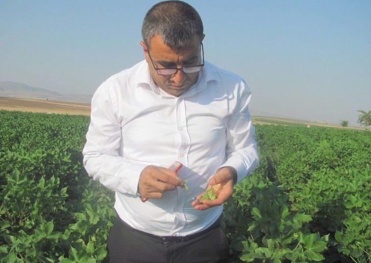 Araban Oavsında Çiçek Ve Koza Dökülmeleri Üreticiyi Tedirgin Etti G1