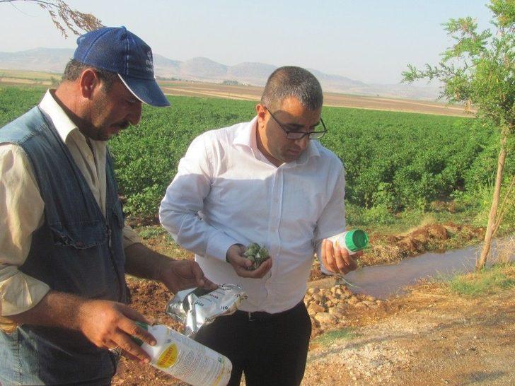 Araban Oavsında Çiçek Ve Koza Dökülmeleri Üreticiyi Tedirgin Etti G3